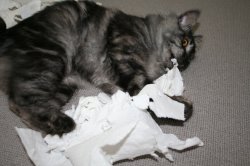 Cat Eating Paper Meme Template
