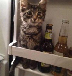 Cat in Fridge Meme Template