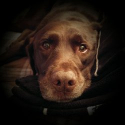 Chuckie the Chocolate Lab  Meme Template