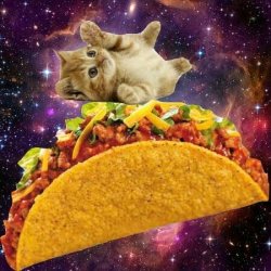 Taco Kitten Meme Template
