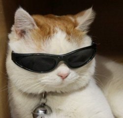 cat in sunglasses Meme Template