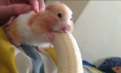 hamster with banana Meme Template