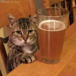 Angry Drunk Cat Meme Template
