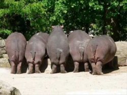Hippo butts Meme Template