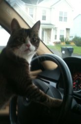 JoJo The Driving Cat Meme Template