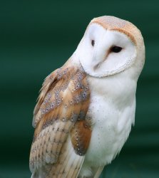 Barn Owl Meme Template