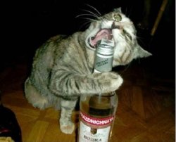 Drunk cat Meme Template