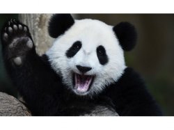 pandahighfive Meme Template