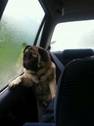 Introspective pug Meme Template