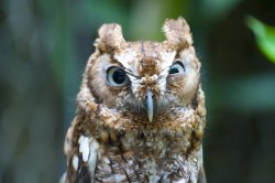 Annoyed Owl Meme Template