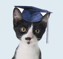 Graduation cat Meme Template