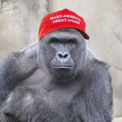 MAGA Harambe Meme Template