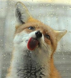 Fox tongue Meme Template
