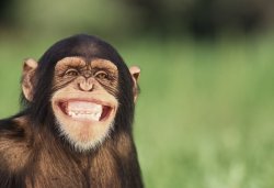 Smiling chimp Meme Template