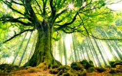trees Meme Template