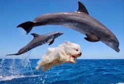 Dog swims with dolphins  Meme Template