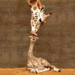 Giraffe Mom Meme Template