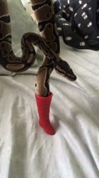 snake boot Meme Template
