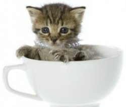 Tea cup cat Meme Template