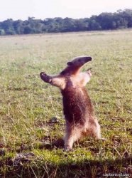 anteater Meme Template