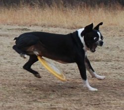 Frisbee Dog Meme Template