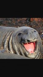 Top 30 animals that will make you smile Meme Template