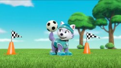 Everest Spinning A Soccer Ball On Her Tail PAW Patrol Meme Template
