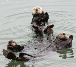 otter dance Meme Template