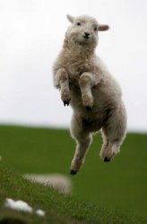 leaping lamb Meme Template