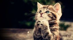 Kitten Pray for Geelong Cats Win Over Hawthorn Meme Template