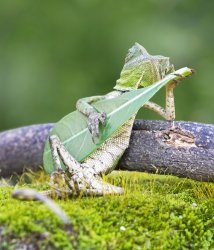 Guitar lizard  Meme Template