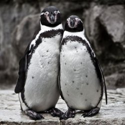 penguin couple posing Meme Template