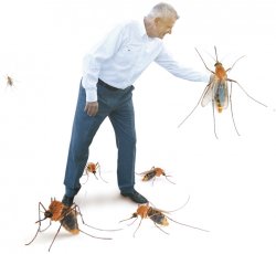Mosquito man Meme Template