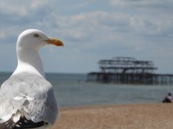 This seagull has seen some shit Meme Template