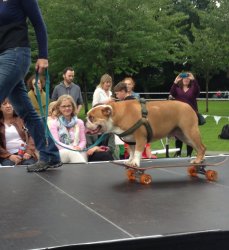 dog on a skateboard Meme Template