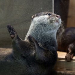 ottermove Meme Template