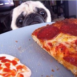 pizza dog Meme Template