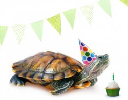 turtle birthday Meme Template