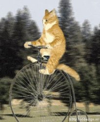 Cat bike Meme Template