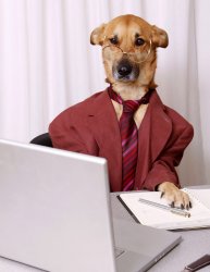 Dog Accountant Meme Template
