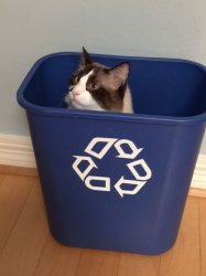 cat recycle Meme Template