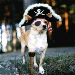 Pirate Dog Meme Template