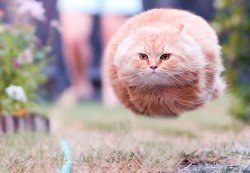 Flying Cat Meme Template
