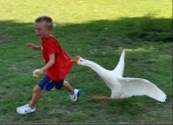 goose chase Meme Template