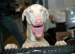 Dog Keyboard Meme Template
