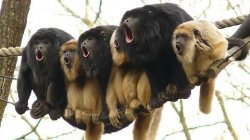 Monkey choir Meme Template