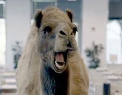 Geico camel hump day Meme Template