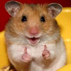 Thumbs up hamster  Meme Template