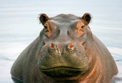 Hippo Meme Template