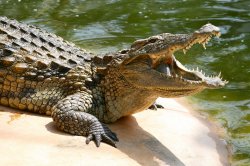 crocodile Meme Template